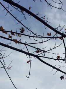 branches as twigs