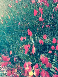 red bush