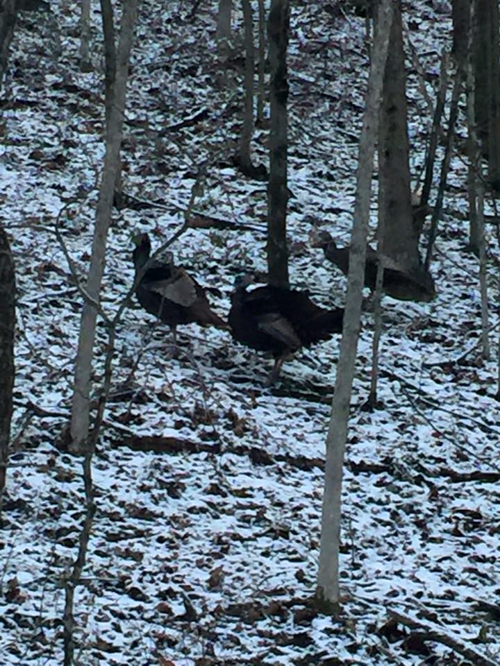 snowy turkeys